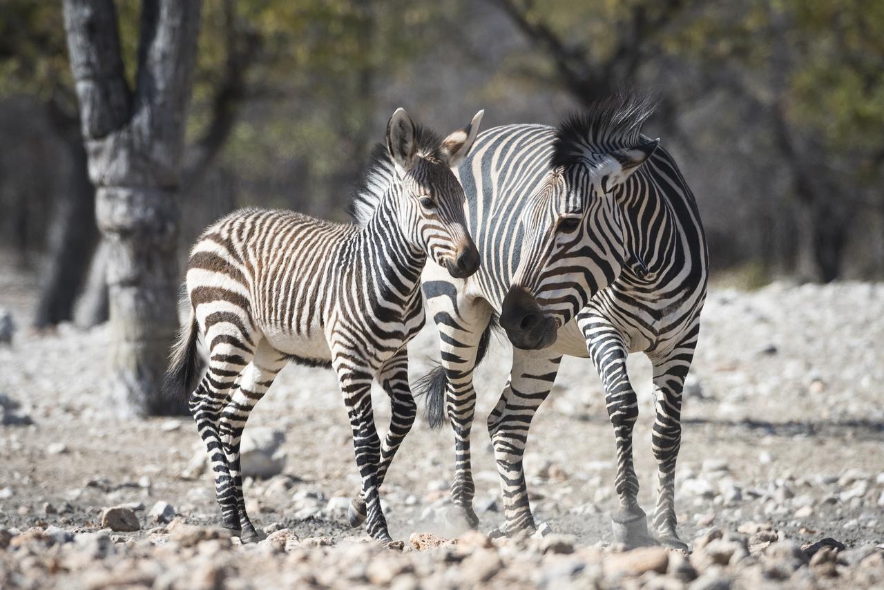 Ongava Lodge Okaukuejo Kültér fotó